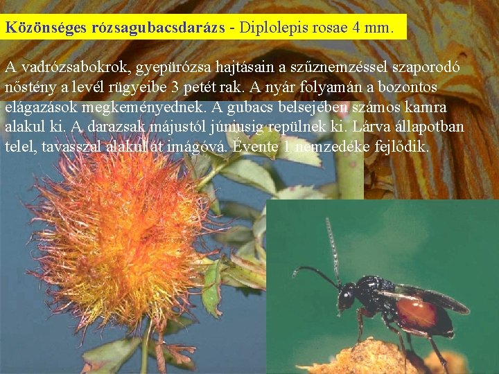 Közönséges rózsagubacsdarázs - Diplolepis rosae 4 mm. A vadrózsabokrok, gyepürózsa hajtásain a szűznemzéssel szaporodó