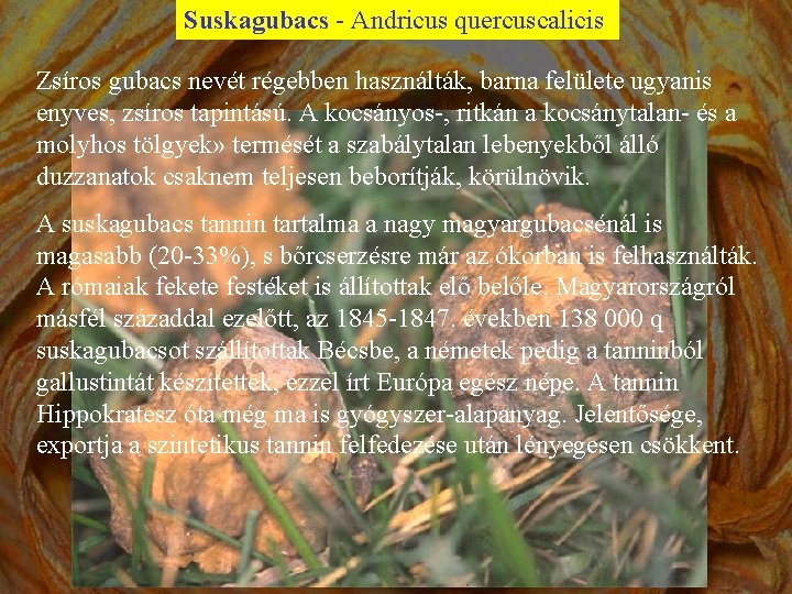 Suskagubacs - Andricus quercuscalicis Zsíros gubacs nevét régebben használták, barna felülete ugyanis enyves, zsíros