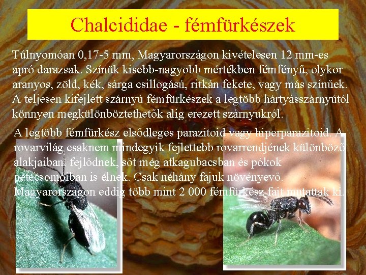 Chalcididae - fémfürkészek Túlnyomóan 0, 17 -5 mm, Magyarországon kivételesen 12 mm-es apró darazsak.