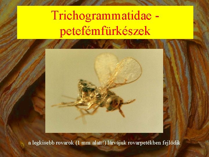 Trichogrammatidae - petefémfürkészek a legkisebb rovarok (1 mm alatt!) lárvájuk rovarpetékben fejlődik 