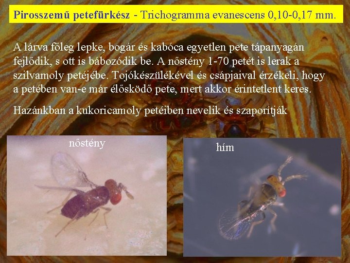 Pirosszemű petefürkész - Trichogramma evanescens 0, 10 -0, 17 mm. A lárva főleg lepke,