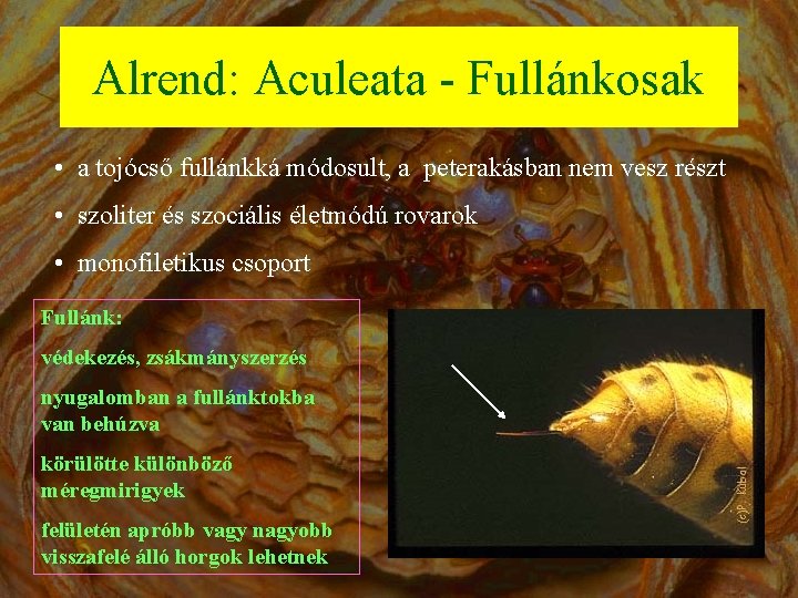Alrend: Aculeata - Fullánkosak • a tojócső fullánkká módosult, a peterakásban nem vesz részt