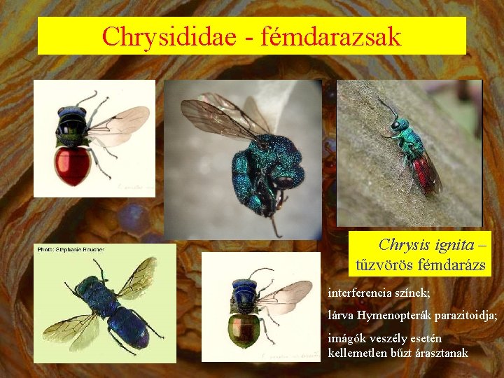 Chrysididae - fémdarazsak Chrysis ignita – tűzvörös fémdarázs interferencia színek; lárva Hymenopterák parazitoidja; imágók