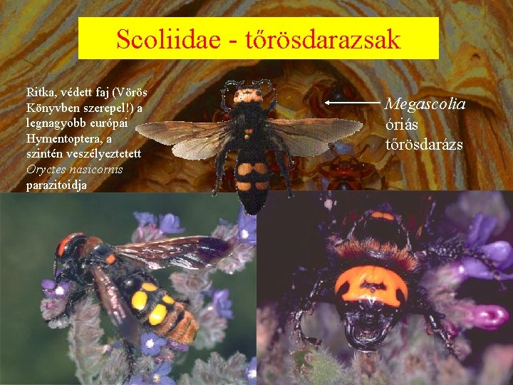 Scoliidae - tőrösdarazsak Ritka, védett faj (Vörös Könyvben szerepel!) a legnagyobb európai Hymentoptera, a