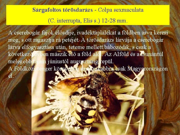 Sárgafoltos tőrösdarázs - Colpa sexmaculata (C. interrupta, Elis s. ) 12 -28 mm. A