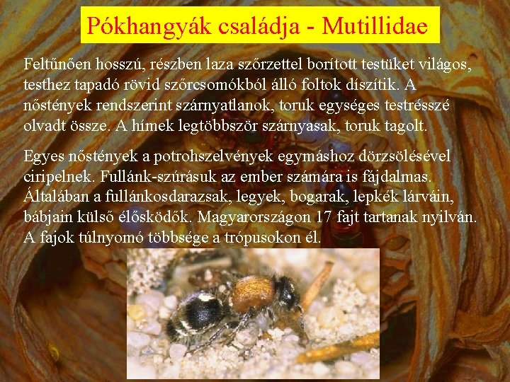 Pókhangyák családja - Mutillidae Feltűnően hosszú, részben laza szőrzettel borított testüket világos, testhez tapadó