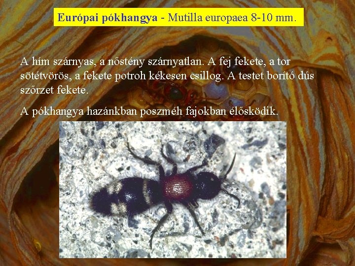 Európai pókhangya - Mutilla europaea 8 -10 mm. A hím szárnyas, a nőstény szárnyatlan.