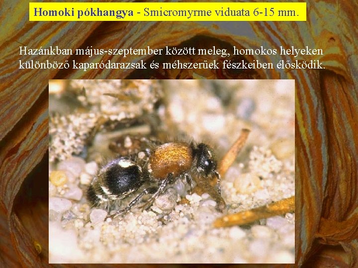 Homoki pókhangya - Smicromyrme viduata 6 -15 mm. Hazánkban május-szeptember között meleg, homokos helyeken