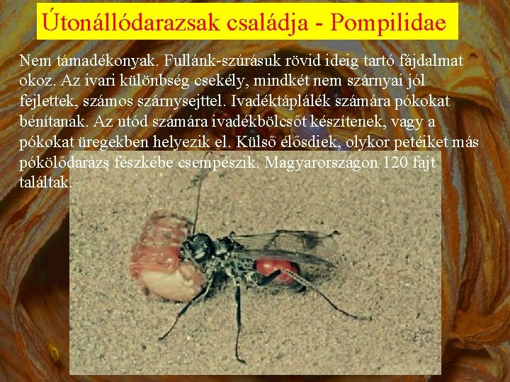 Útonállódarazsak családja - Pompilidae Nem támadékonyak. Fullánk-szúrásuk rövid ideig tartó fájdalmat okoz. Az ivari