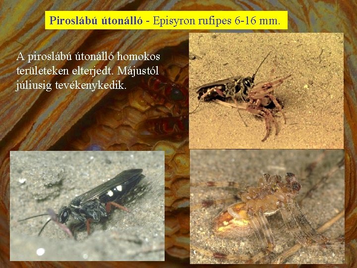Piroslábú útonálló - Episyron rufipes 6 -16 mm. A piroslábú útonálló homokos területeken elterjedt.