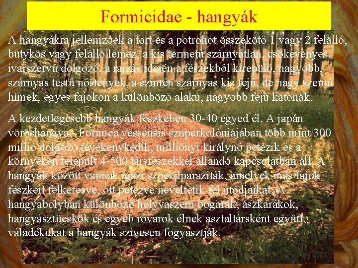 Formicidae - hangyák A hangyákra jellemzőek a tort és a potrohot összekötő 1 vagy