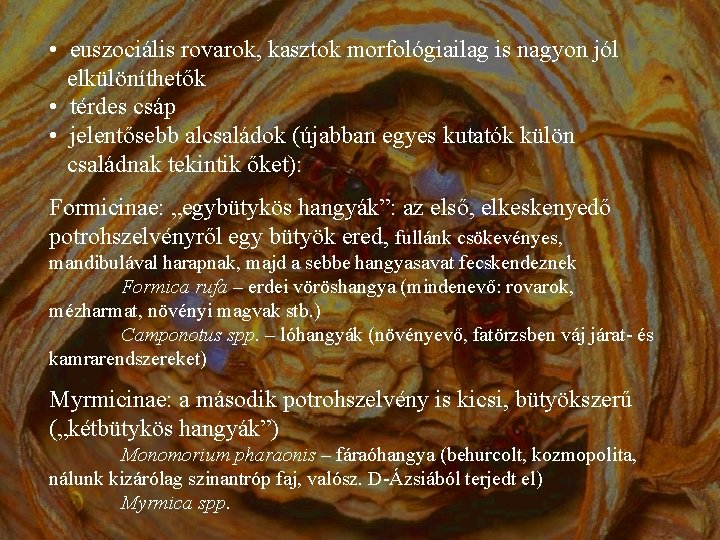  • euszociális rovarok, kasztok morfológiailag is nagyon jól elkülöníthetők • térdes csáp •