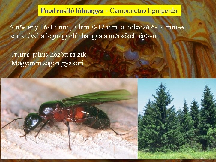 Faodvasító lóhangya - Camponotus ligniperda A nőstény 16 -17 mm, a hím 8 -12
