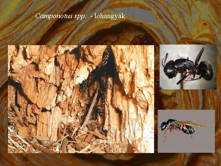 Camponotus spp. - lóhangyák 