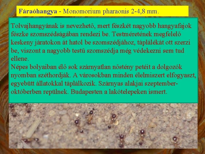 Fáraóhangya - Monomorium pharaonis 2 -4, 8 mm. Tolvajhangyának is nevezhető, mert fészkét nagyobb
