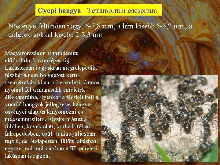 Gyepi hangya - Tetramorium caespitum Nősténye feltűnően nagy, 6 -7, 8 mm, a hím