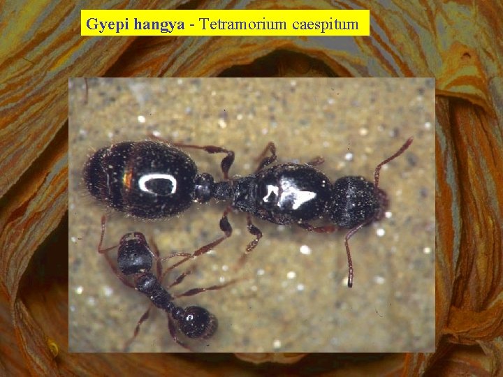 Gyepi hangya - Tetramorium caespitum 