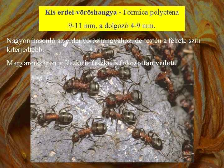 Kis erdei-vöröshangya - Formica polyctena 9 -11 mm, a dolgozó 4 -9 mm. Nagyon