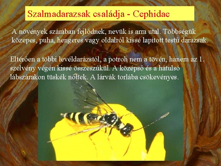 Szalmadarazsak családja - Cephidae A növények szárában fejlődnek, nevük is arra utal. Többségük közepes,