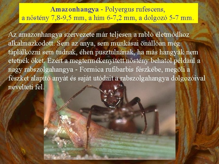 Amazonhangya - Polyergus rufescens, a nőstény 7, 8 -9, 5 mm, a hím 6