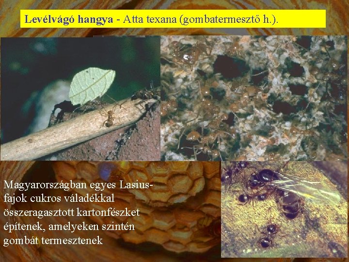 Levélvágó hangya - Atta texana (gombatermesztő h. ). Magyarországban egyes Lasiusfajok cukros váladékkal összeragasztott