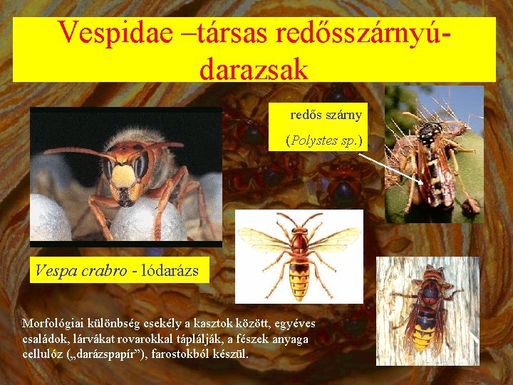 Vespidae –társas redősszárnyúdarazsak redős szárny (Polystes sp. ) Vespa crabro - lódarázs Morfológiai különbség