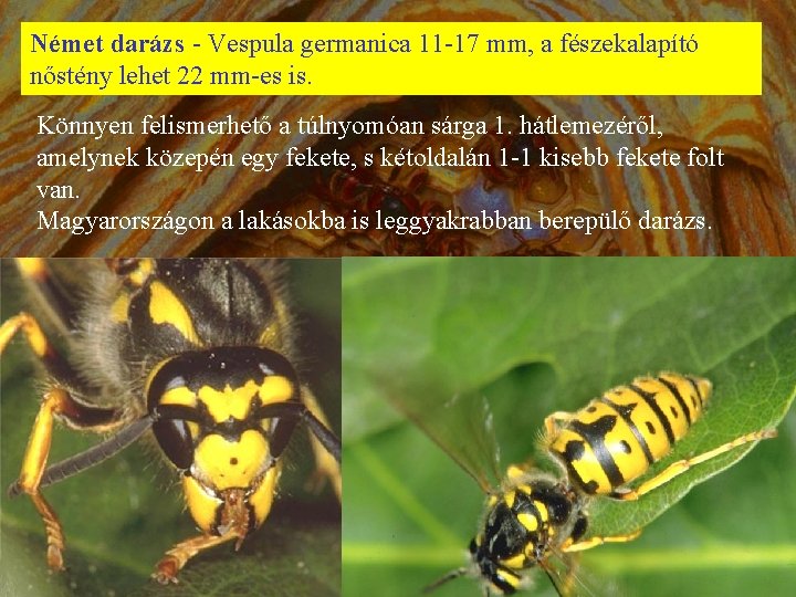 Német darázs - Vespula germanica 11 -17 mm, a fészekalapító nőstény lehet 22 mm-es