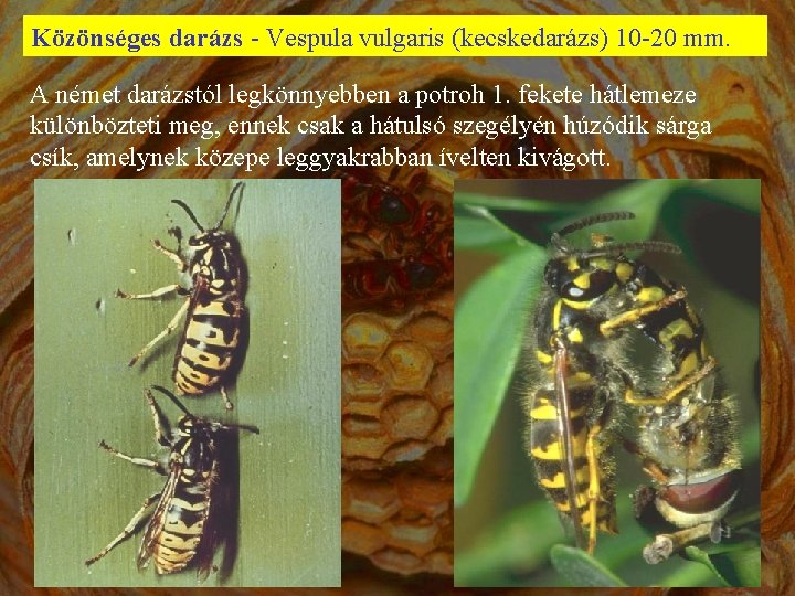 Közönséges darázs - Vespula vulgaris (kecskedarázs) 10 -20 mm. A német darázstól legkönnyebben a