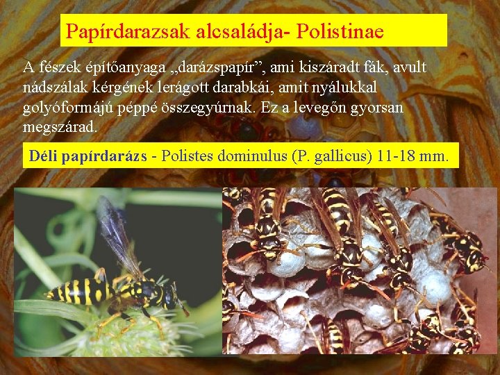 Papírdarazsak alcsaládja- Polistinae A fészek építőanyaga „darázspapír”, ami kiszáradt fák, avult nádszálak kérgének lerágott