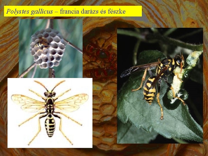 Polystes gallicus – francia darázs és fészke 