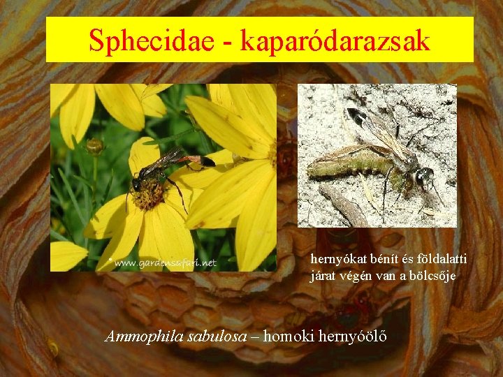 Sphecidae - kaparódarazsak hernyókat bénít és földalatti járat végén van a bölcsője Ammophila sabulosa