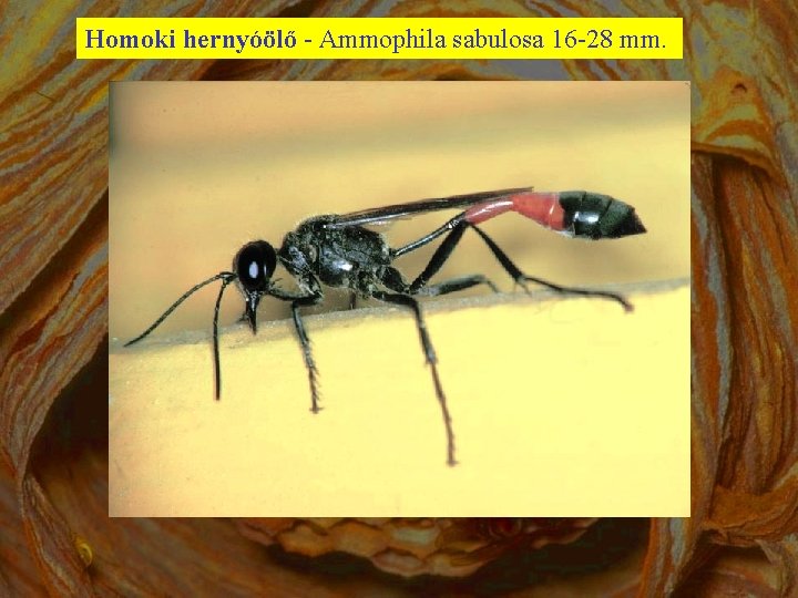 Homoki hernyóölő - Ammophila sabulosa 16 -28 mm. 