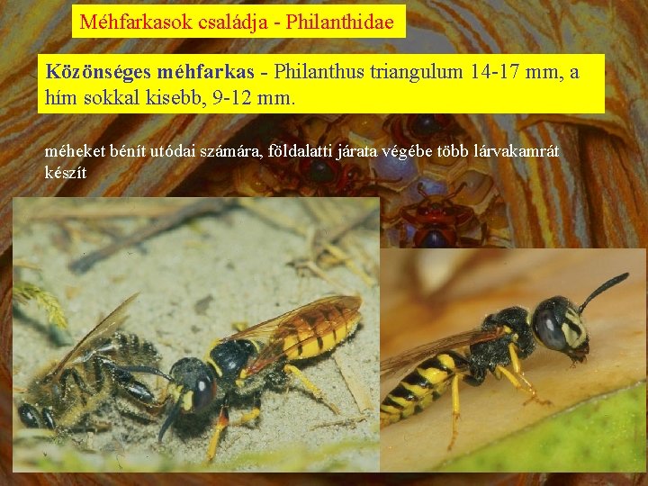 Méhfarkasok családja - Philanthidae Közönséges méhfarkas - Philanthus triangulum 14 -17 mm, a hím