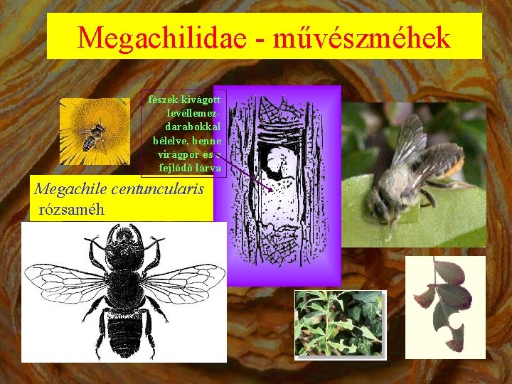 Megachilidae - művészméhek fészek kivágott levéllemezdarabokkal bélelve, benne virágpor és a fejlődő lárva Megachile