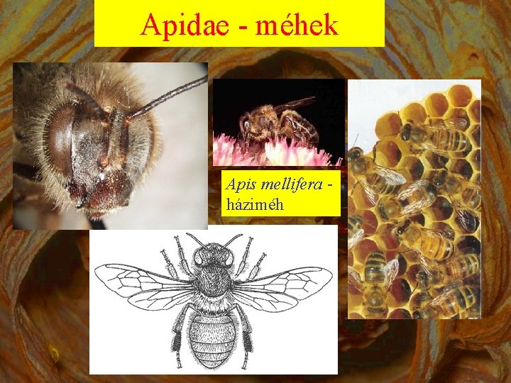 Apidae - méhek Apis mellifera - háziméh 