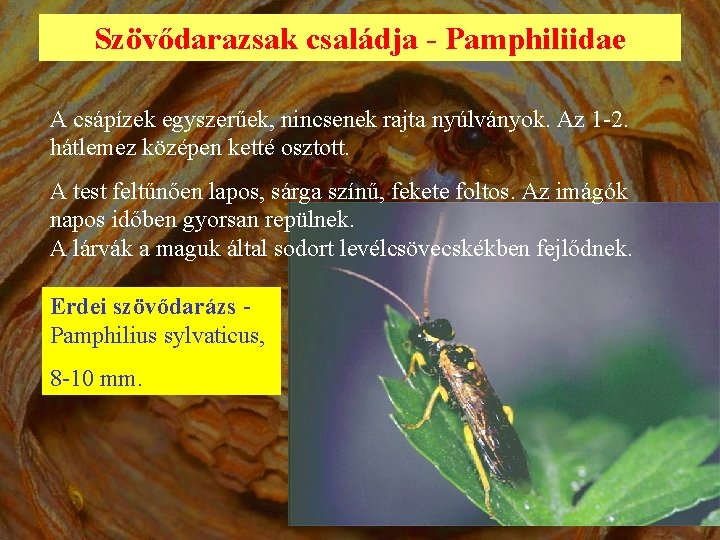 Szövődarazsak családja - Pamphiliidae A csápízek egyszerűek, nincsenek rajta nyúlványok. Az 1 -2. hátlemez