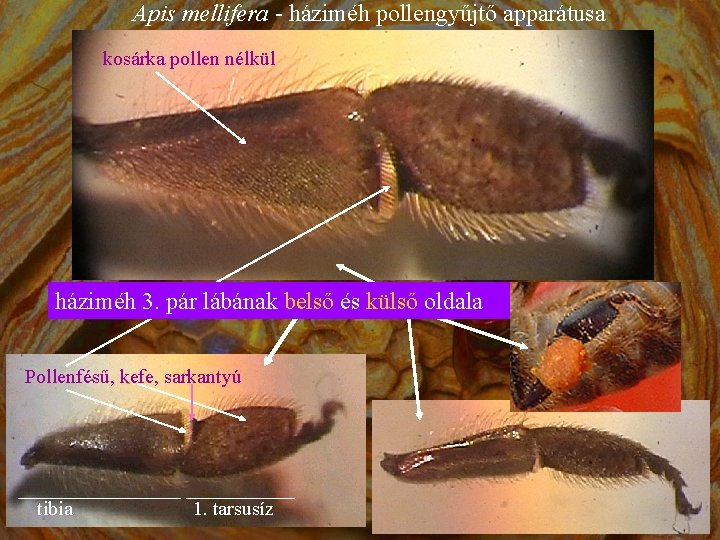 Apis mellifera - háziméh pollengyűjtő apparátusa kosárka pollen nélkül háziméh 3. pár lábának belső