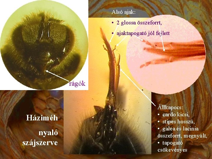 Alsó ajak: • 2 glossa összeforrt, • ajaktapogató jól fejlett rágók Háziméh nyaló szájszerve