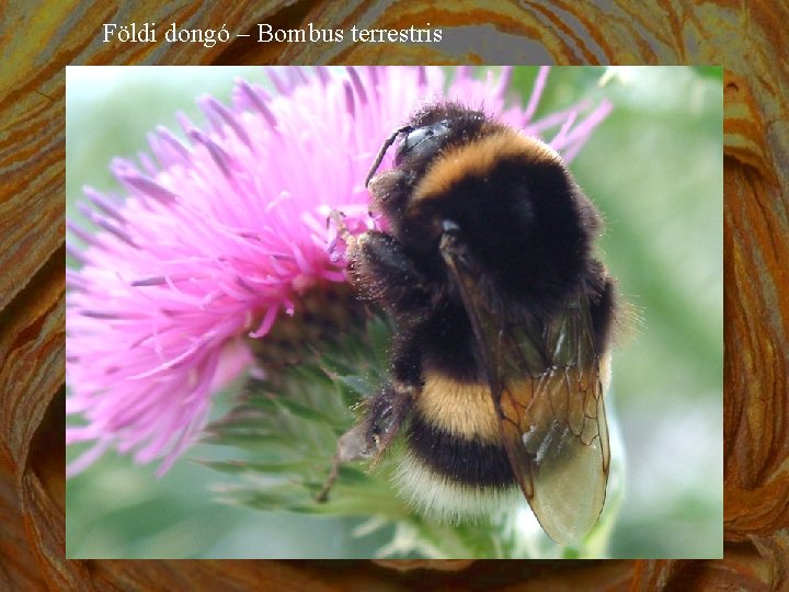 Földi dongó – Bombus terrestris 