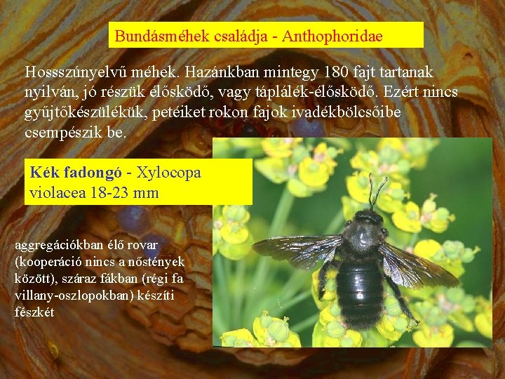 Bundásméhek családja - Anthophoridae Hossszúnyelvű méhek. Hazánkban mintegy 180 fajt tartanak nyilván, jó részük