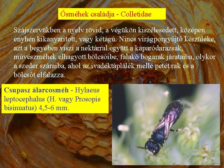 Ősméhek családja - Colletidae Szájszervükben a nyelv rövid, a végükön kiszélesedett, középen enyhén kikanyarított,