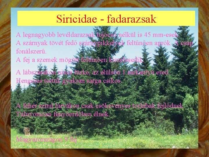 Siricidae - fadarazsak A legnagyobb levéldarazsak tojócső nélkül is 45 mm-esek. A szárnyak tövét