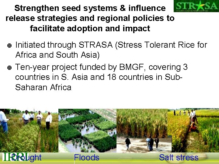 Strengthen seed systems & influence release strategies and regional policies to facilitate adoption and