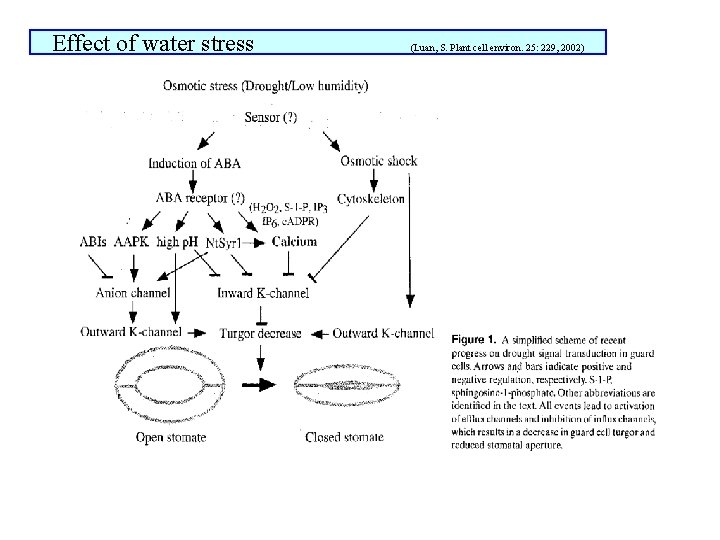 Effect of water stress (Luan, S. Plant cell environ. 25: 229, 2002) 