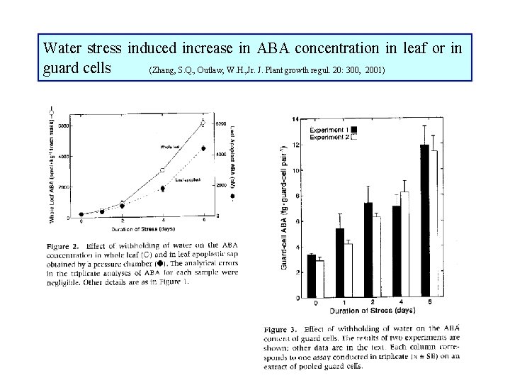 Water stress induced increase in ABA concentration in leaf or in guard cells (Zhang,
