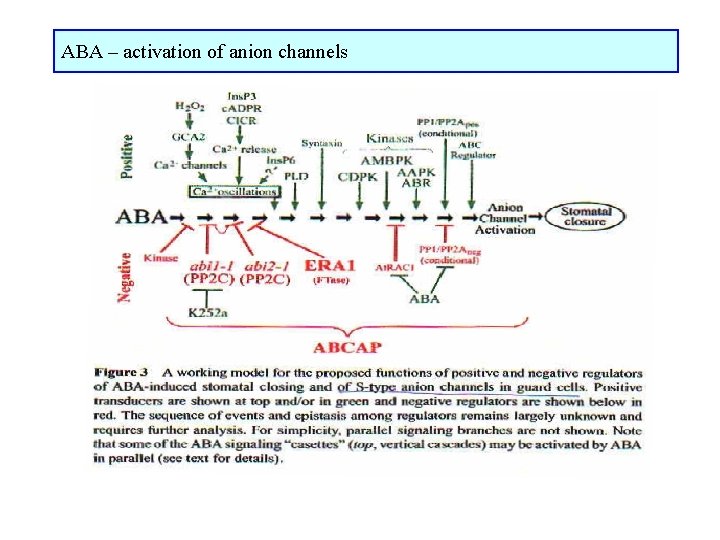 ABA – activation of anion channels 