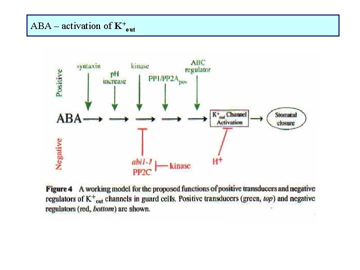 ABA – activation of K+out 