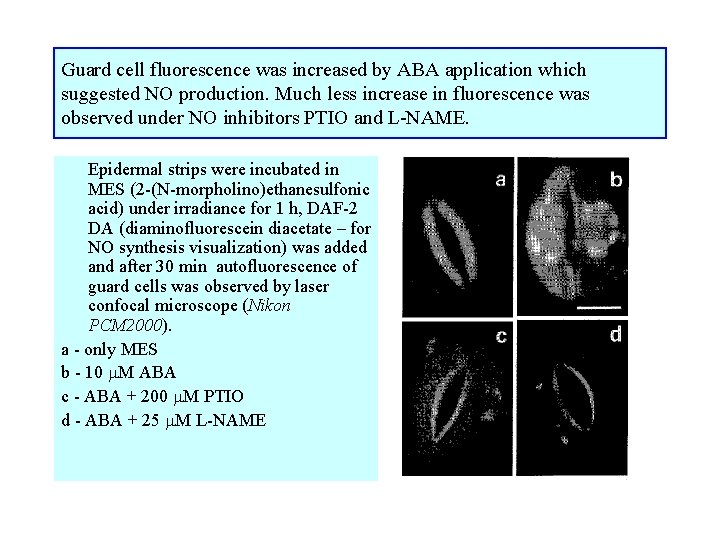 Guard cell fluorescence was increased by ABA application which suggested NO production. Much less