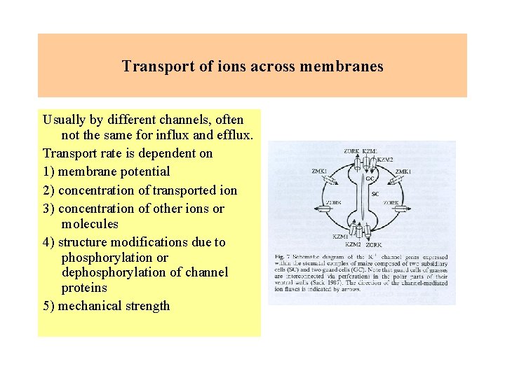 Transport of ions across membranes Usually by different channels, often not the same for