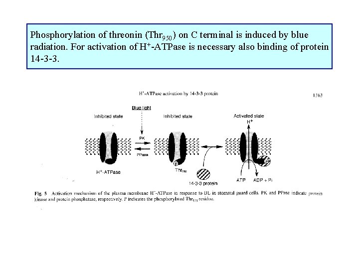 Phosphorylation of threonin (Thr 950) on C terminal is induced by blue radiation. For